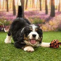 Carter, a male Miniature Bernedoodle for sale in Arthur, IL – Photo 3 of 8