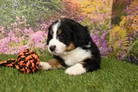 processed/fd85abf3-c6bb-408f-b16c-0b0c1c4f7978/listing/2f5de02c-3793-4e5d-830f-6892b7a7913a/b75200f4-f281-4da2-9d6f-49d7ad62f09a