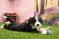 processed/fd85abf3-c6bb-408f-b16c-0b0c1c4f7978/listing/2f5de02c-3793-4e5d-830f-6892b7a7913a/de46c14b-2f11-44d8-bf22-c1c74a67709f