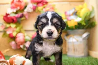 Juniper, a female Miniature Bernedoodle for sale in Arthur, IL – 2 of 7