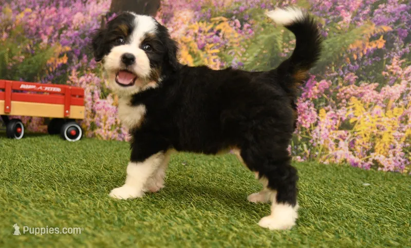 Katie – Miniature Bernedoodle puppy for sale in Arthur, IL
