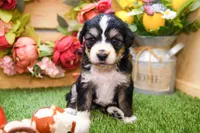 Juniper, a female Miniature Bernedoodle for sale in Arthur, IL – 3 of 7