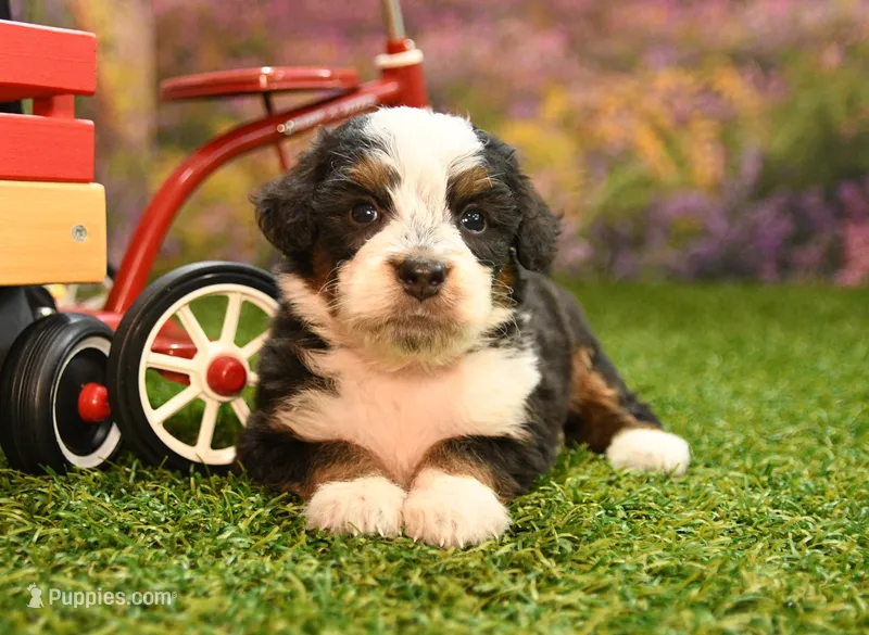 Kaley – Miniature Bernedoodle puppy for sale in Arthur, IL
