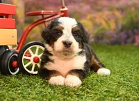 Kaley, a female Miniature Bernedoodle for sale in Arthur, IL – 1 of 6