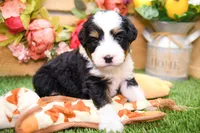 Jesse, a male Miniature Bernedoodle for sale in Arthur, IL – 6 of 9