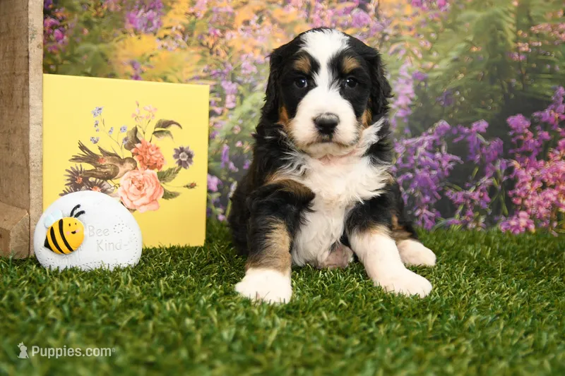 Maddie – Miniature Bernedoodle puppy for sale in Arthur, IL