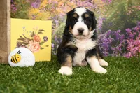 Maddie, a female Miniature Bernedoodle for sale in Arthur, IL – Photo 1 of 6