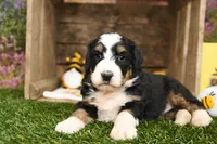 Maddie, a female Miniature Bernedoodle for sale in Arthur, IL – Photo 4 of 6