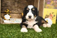 Maddie, a female Miniature Bernedoodle for sale in Arthur, IL – Photo 3 of 6