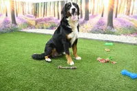 Maddie, a female Miniature Bernedoodle for sale in Arthur, IL – Photo 5 of 6