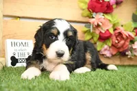 Maddie, a female Miniature Bernedoodle for sale in Arthur, IL – Photo 2 of 6