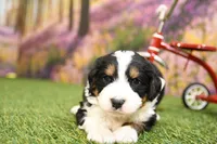 Briar, a male Miniature Bernedoodle for sale in Arthur, IL – Photo 3 of 6