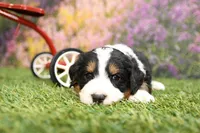 Briar, a male Miniature Bernedoodle for sale in Arthur, IL – Photo 2 of 6