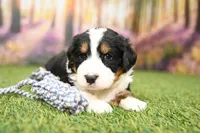 Briar, a male Miniature Bernedoodle for sale in Arthur, IL – Photo 4 of 6