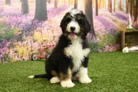 Hayes, a male Miniature Bernedoodle for sale in Arthur, IL – 2 of 6