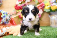 Joy, a female Miniature Bernedoodle for sale in Arthur, IL – 2 of 9