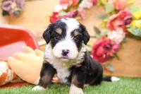 Joy, a female Miniature Bernedoodle for sale in Arthur, IL – 8 of 9