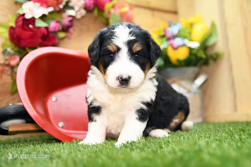 Callie – Miniature Bernedoodle puppy on hold in Arthur, IL