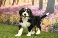 Hanna, a female Miniature Bernedoodle for sale in Arthur, IL – 3 of 6