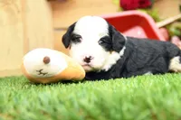 Cora, a female Miniature Bernedoodle for sale in Arthur, IL – 8 of 10