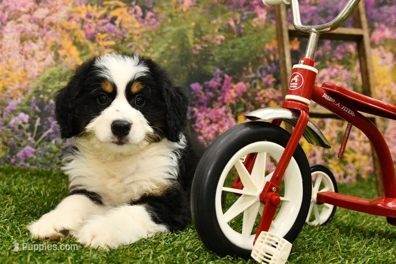 Jonah – Miniature Bernedoodle puppy for sale in Arthur, IL