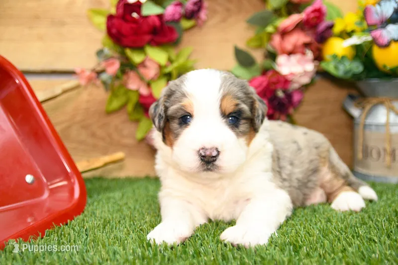 Cyrus – Miniature Bernedoodle puppy for sale in Arthur, IL