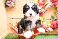 Jasper, a male Miniature Bernedoodle for sale in Arthur, IL – 6 of 7