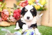 Jonah, a male Miniature Bernedoodle for sale in Arthur, IL – 5 of 6