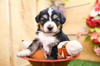 Juniper, a female Miniature Bernedoodle for sale in Arthur, IL – 1 of 7