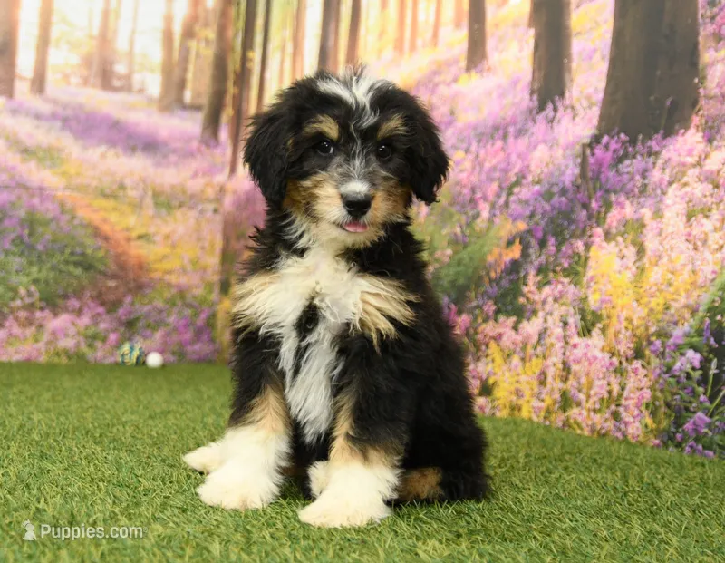 Hallie – Miniature Bernedoodle puppy for sale in Arthur, IL