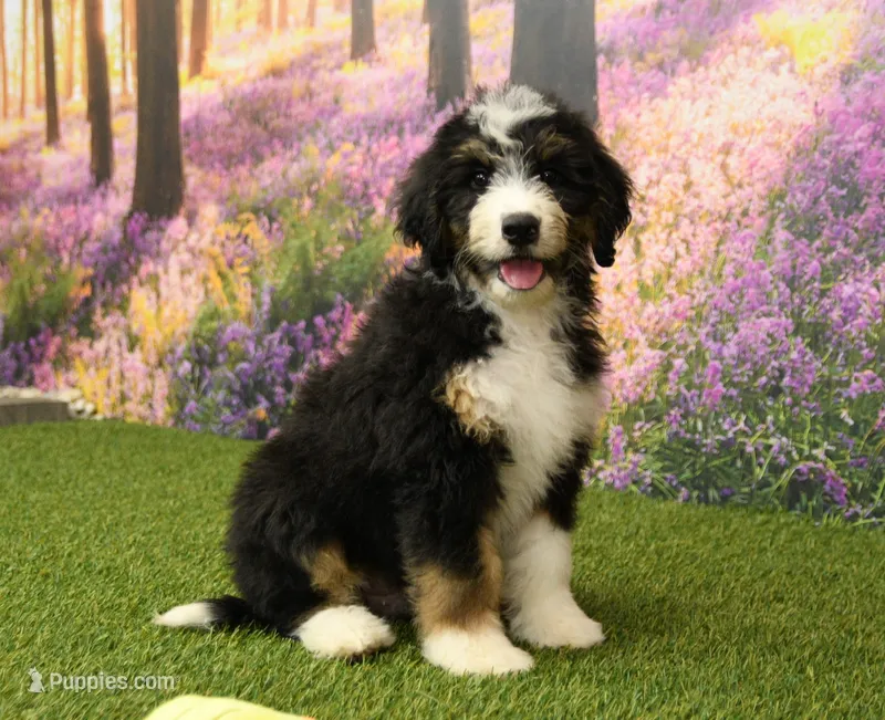Hayes – Miniature Bernedoodle puppy for sale in Arthur, IL
