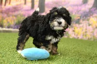 Phoebe, a female Miniature Bernedoodle for sale in Arthur, IL – 3 of 6