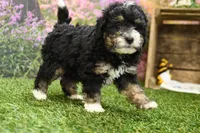 Phoebe, a female Miniature Bernedoodle for sale in Arthur, IL – 2 of 6
