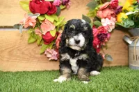Phoebe, a female Miniature Bernedoodle for sale in Arthur, IL – Photo 3 of 6