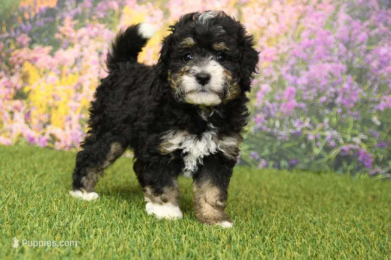 Phoebe – Miniature Bernedoodle puppy for sale in Arthur, IL