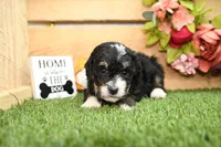 Phoebe, a female Miniature Bernedoodle for sale in Arthur, IL – Photo 2 of 6