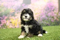Phoebe, a female Miniature Bernedoodle for sale in Arthur, IL – 4 of 6