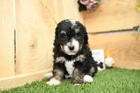 Phoebe, a female Miniature Bernedoodle for sale in Arthur, IL – Photo 4 of 6