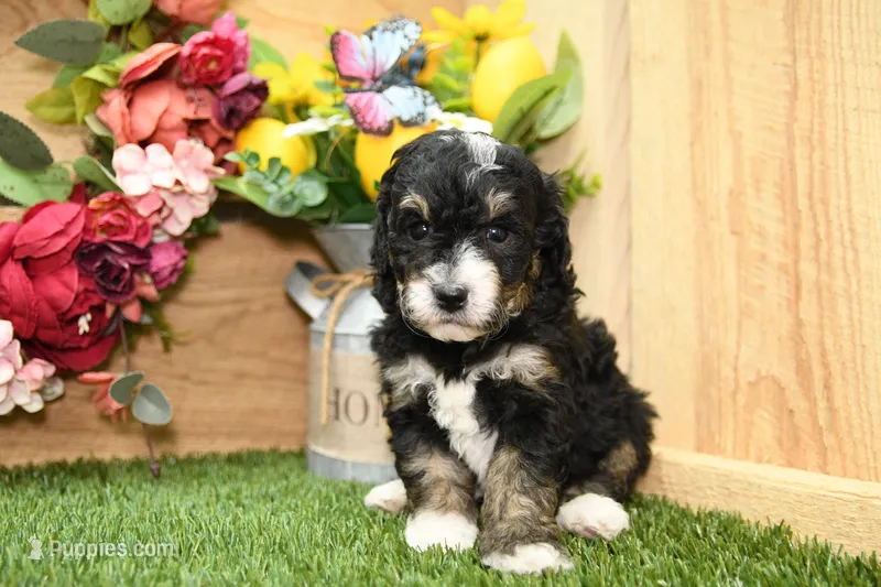 Phoebe – Miniature Bernedoodle puppy for sale in Arthur, IL