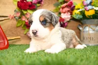 Cyrus, a male Miniature Bernedoodle for sale in Arthur, IL – 8 of 10