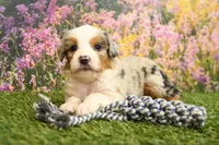 Kaya, a female Miniature Bernedoodle for sale in Arthur, IL – 3 of 6