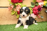 Hanna, a female Miniature Bernedoodle for sale in Arthur, IL – 6 of 8