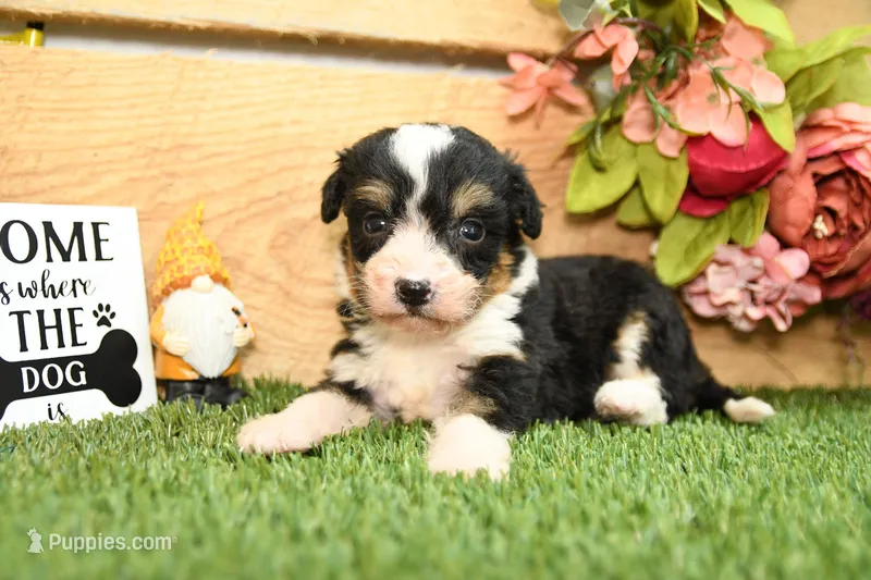 Hanna – Miniature Bernedoodle puppy for sale in Arthur, IL