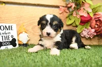 Hanna, a female Miniature Bernedoodle for sale in Arthur, IL – 1 of 8