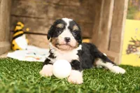 Hanna, a female Miniature Bernedoodle for sale in Arthur, IL – 2 of 8