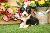 Hanna, a female Miniature Bernedoodle for sale in Arthur, IL – 4 of 8