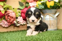 Hanna, a female Miniature Bernedoodle for sale in Arthur, IL – 3 of 8