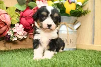 Hanna, a female Miniature Bernedoodle for sale in Arthur, IL – 5 of 8