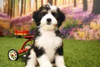 Katie, a female Miniature Bernedoodle for sale in Arthur, IL – 5 of 10