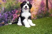 Katie, a female Miniature Bernedoodle for sale in Arthur, IL – 6 of 10